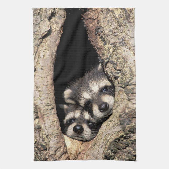 Baby raccoons in tree cavity Procyon Tea Towel (Vertical)