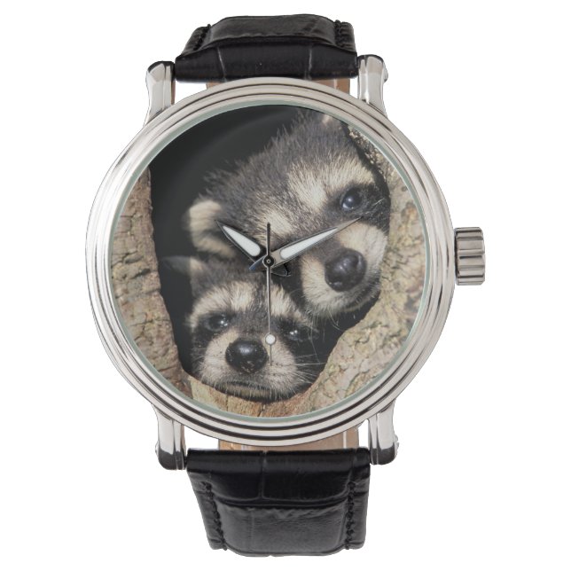 Baby raccoons in tree cavity Procyon Watch (Front)