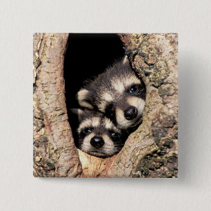 Baby Raccoons Peeking out of Tree 15 Cm Square Badge