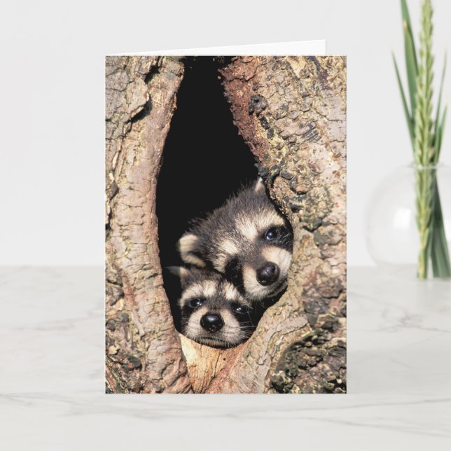Baby Raccoons Peeking out of Tree Card (Front)