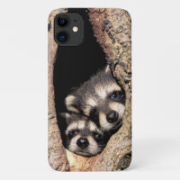 Baby Raccoons Peeking out of Tree