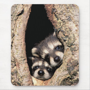 Baby Raccoons Peeking out of Tree Mouse Mat