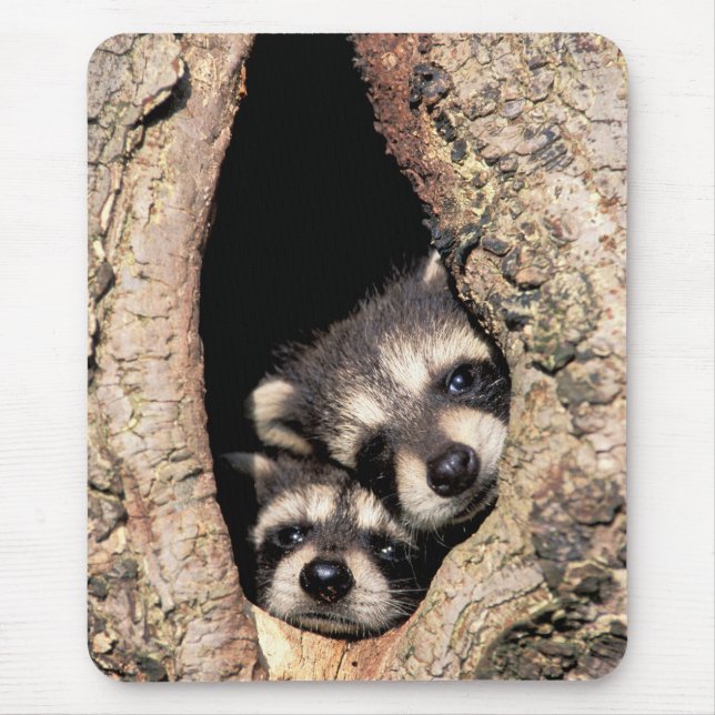 Baby Raccoons Peeking out of Tree Mouse Mat (Front)