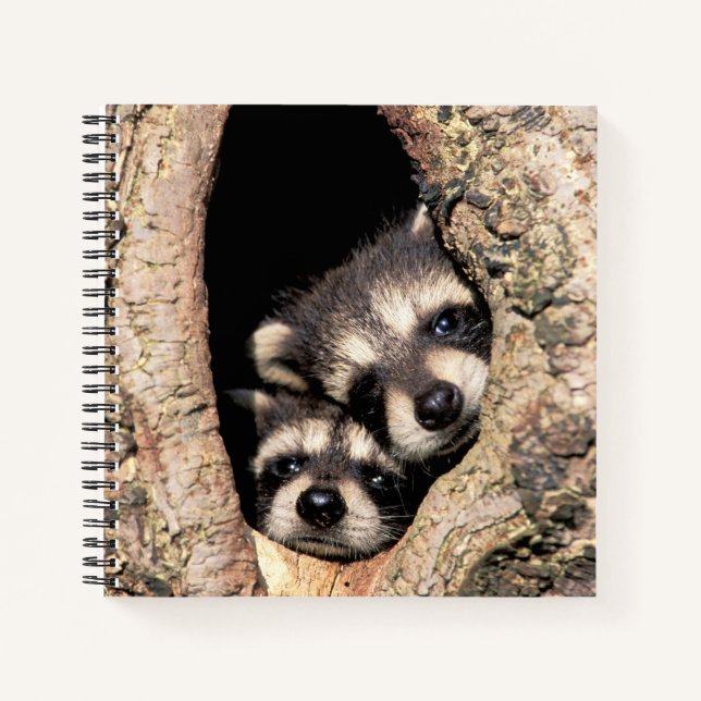 Baby Raccoons Peeking out of Tree Notebook (Front)