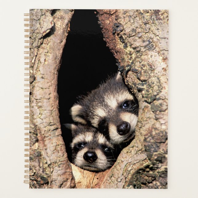 Baby Raccoons Peeking out of Tree Planner (Front)