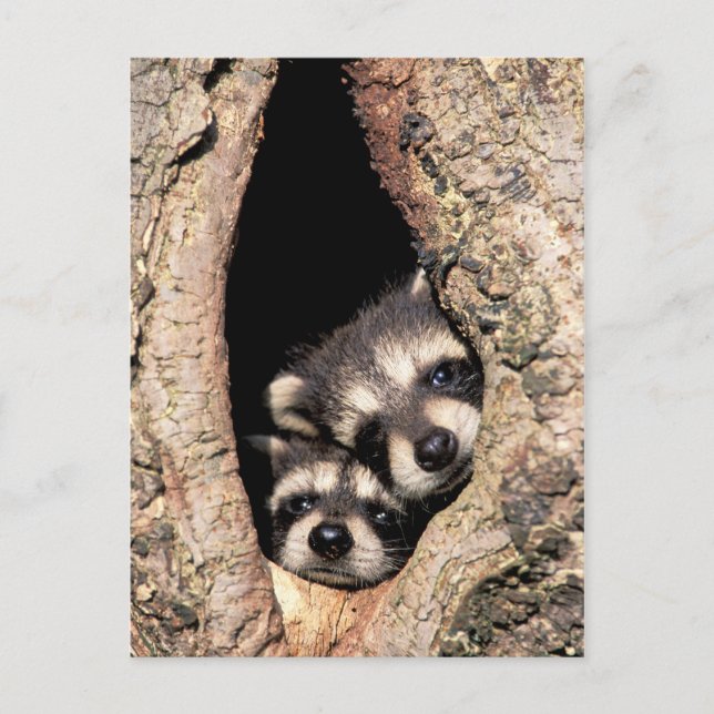 Baby Raccoons Peeking out of Tree Postcard (Front)