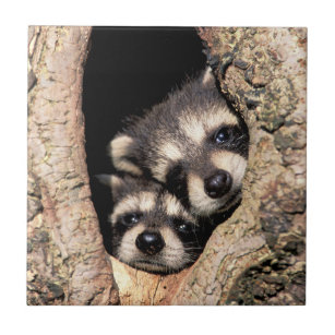 Baby Raccoons Peeking out of Tree Tile