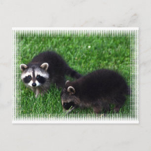 Baby Raccoons Postcard