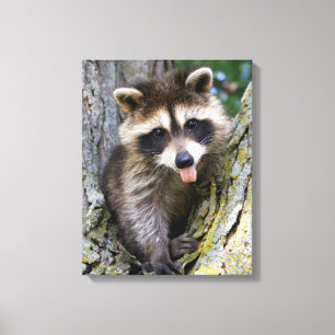 Baby Racoon Canvas Print