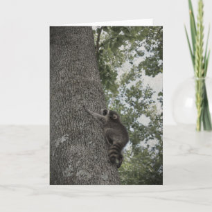Baby Racoon Card
