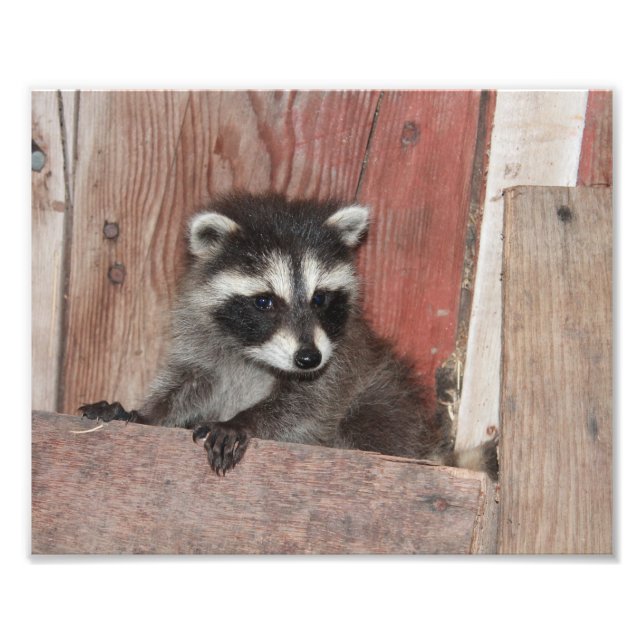 Baby Racoon Found in Barn Photo Print (Front)