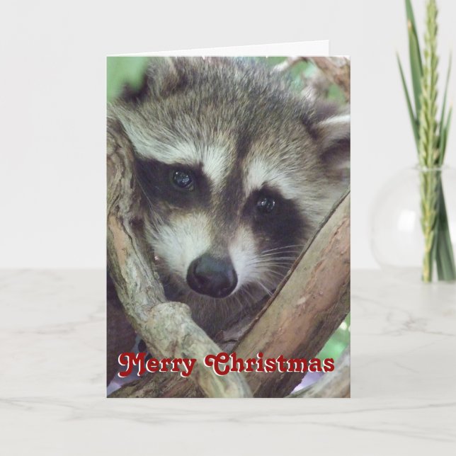 Baby Racoon Photo, Christmas Card (Front)