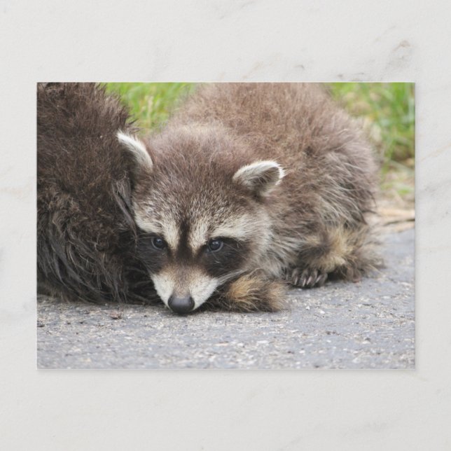 Baby Racoon Postcard (Front)
