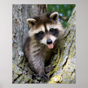 Baby Racoon Poster
