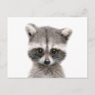 baby racoon sayin hello. postcard