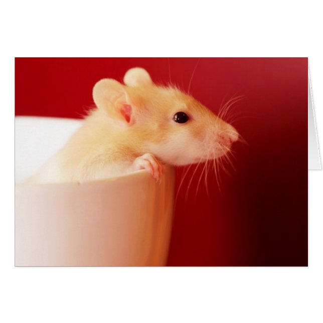 Baby Rat (Front Horizontal)