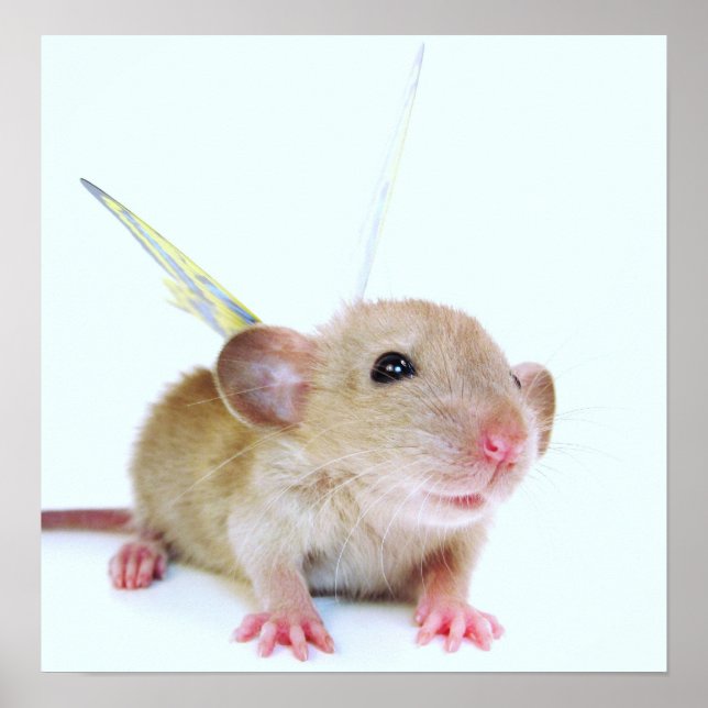 Baby Rat Butterfly Poster (Front)