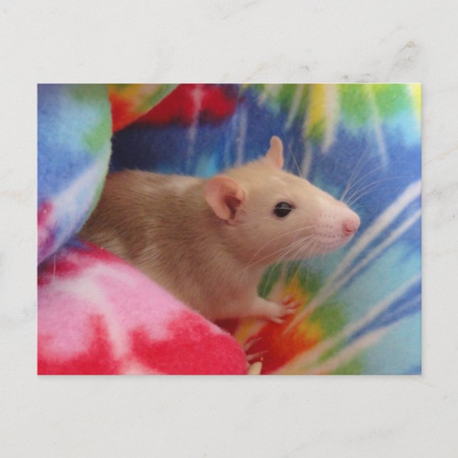 Baby Rat Postcard (Front)
