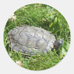 Baby Red Eared Slider Turtle Classic Round Sticker
