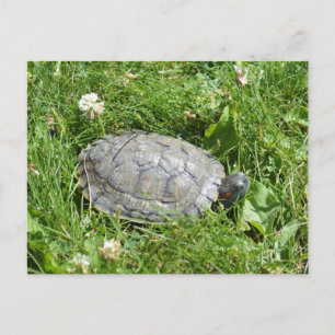 Baby Red Eared Slider Turtle Postcard