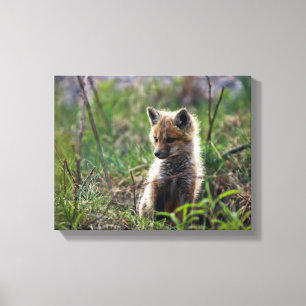 Baby Red Fox Canvas Print
