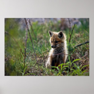 Baby Red Fox Poster