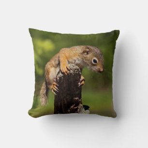 Baby Red Squirrel Cushion