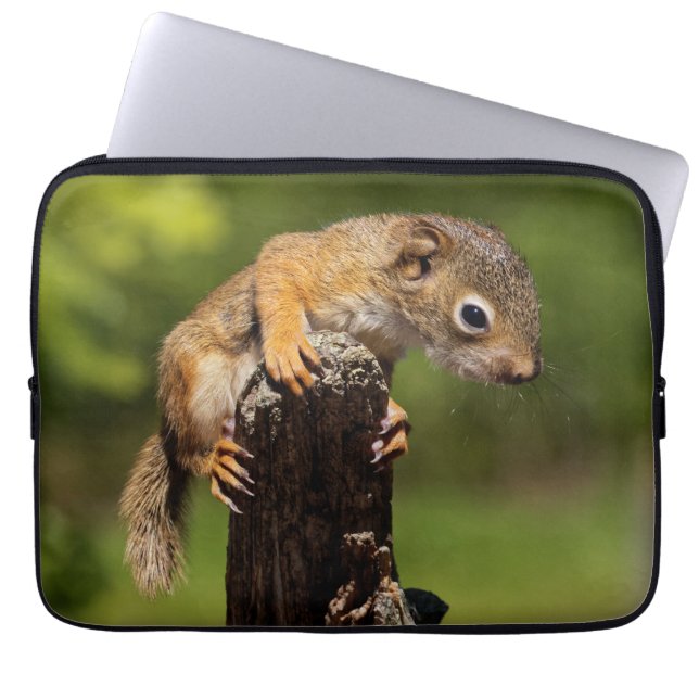Baby Red Squirrel Laptop Sleeve (Front)