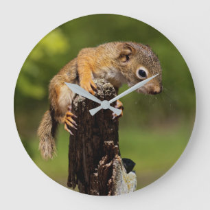 Baby Red Squirrel Large Clock