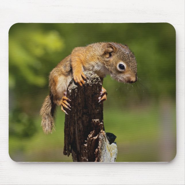 Baby Red Squirrel Mouse Mat (Front)
