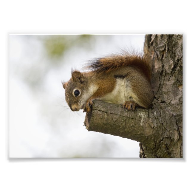 Baby Red Squirrel Photo Print (Front)