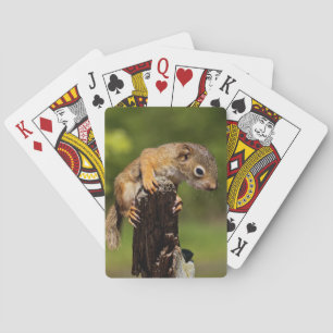 Baby Red Squirrel Playing Cards