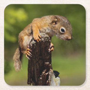 Baby Red Squirrel Square Paper Coaster