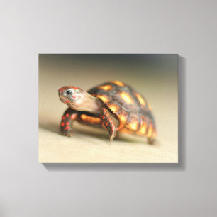 Baby Redfoot Tortoise Canvas Print