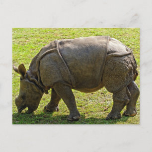 Baby Rhino Postcard