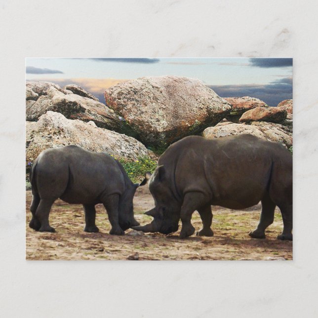 Baby Rhinoceros Life Lesson,   Holiday Postcard (Front)