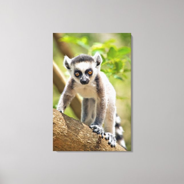 Baby ring-tailed lemur canvas print (Front)