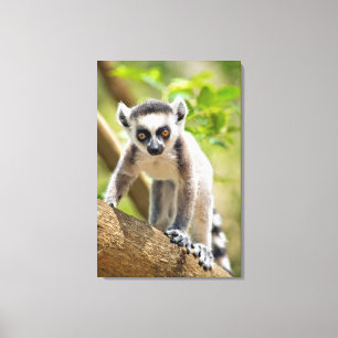 Baby ring-tailed lemur canvas print