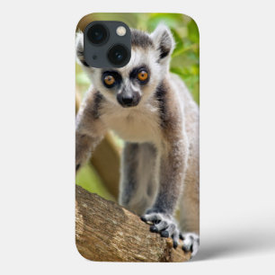 Baby ring-tailed lemur iPhone 13 case