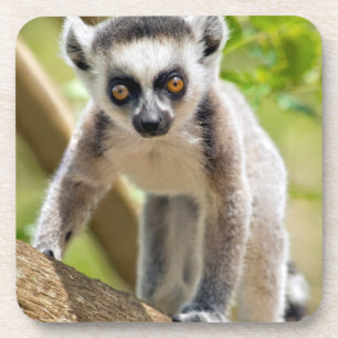 Baby ring-tailed lemur coaster