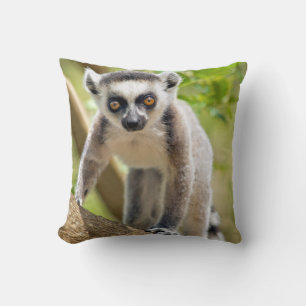 Baby ring-tailed lemur cushion