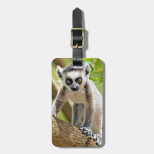 Baby ring-tailed lemur luggage tag
