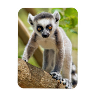 Baby ring-tailed lemur magnet