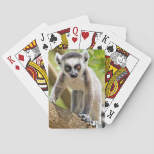 Baby ring-tailed lemur playing cards