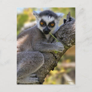 Baby Ring Tailed Lemur Postcard
