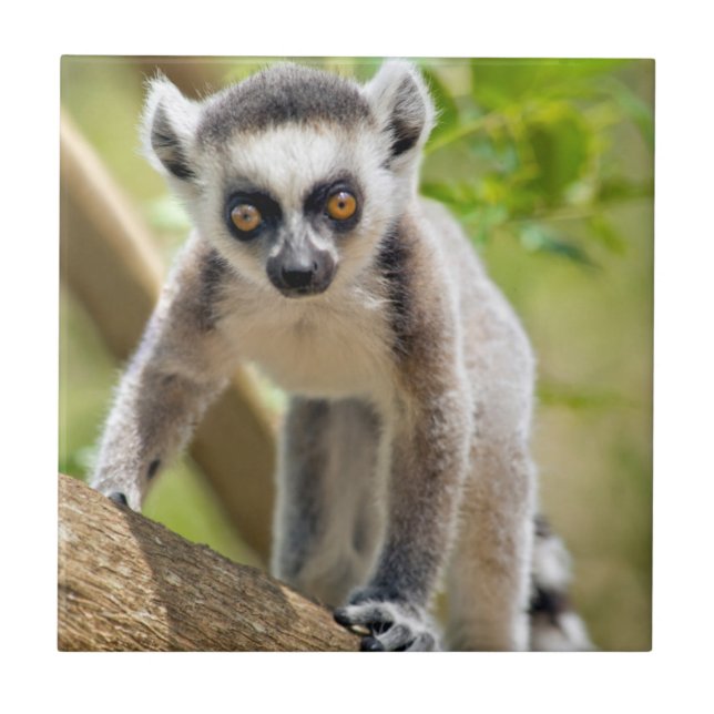 Baby ring-tailed lemur tile (Front)
