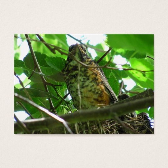 Baby Robin ~ ATC Business Card