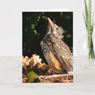 Baby Robin Card