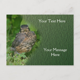 Baby Robin Fledgling Bird Nature Postcard