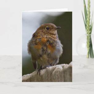 Baby Robin Greeting Card
